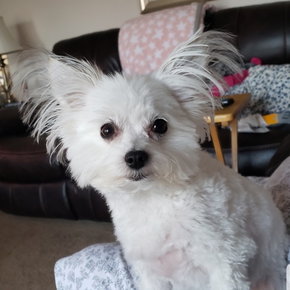 Meet your Posher, Lindsey - Picture 1 of 1